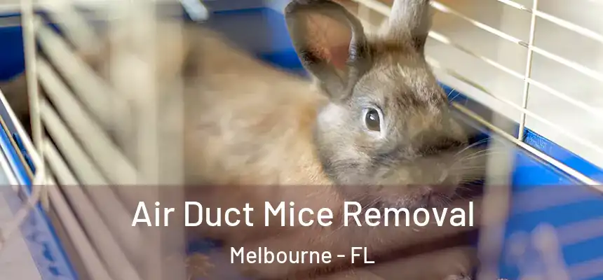 Air Duct Mice Removal Melbourne - FL